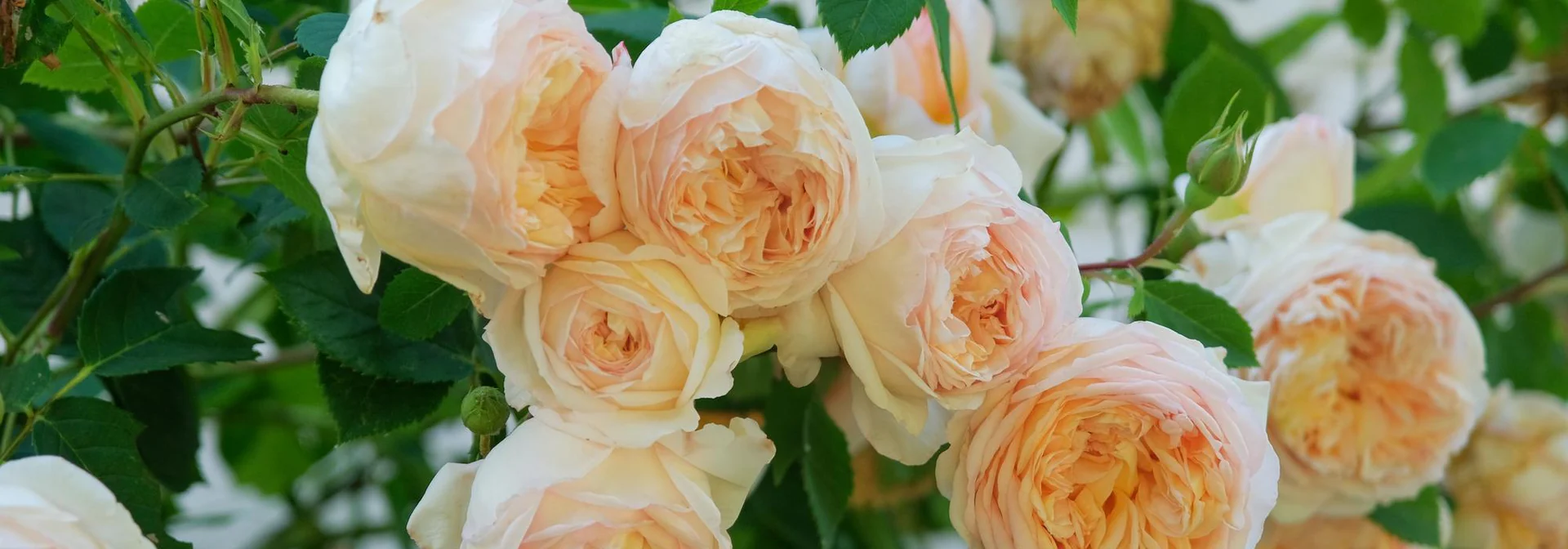 Timeless English Roses Delivered